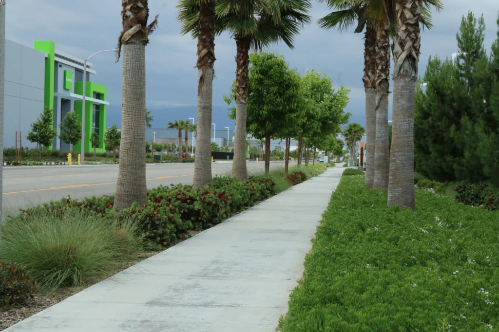 Drought-tolerant landscape with low-water-use plants