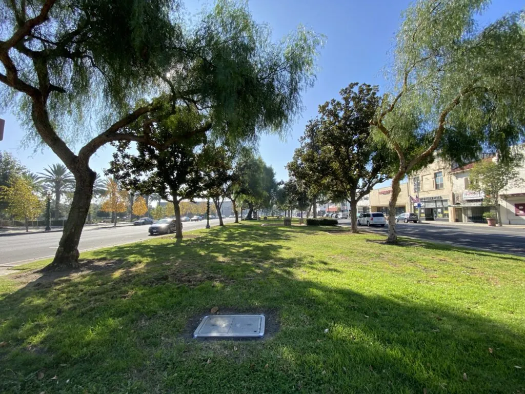 Mature trees growing in an irrigated turf area